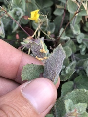 Erythranthe willisii