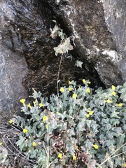 Erythranthe willisii