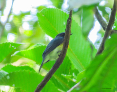 Cyornis tickelliae