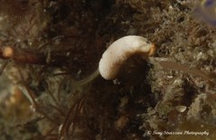 Dermatobranchus primus