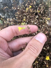 Erythranthe percaulis