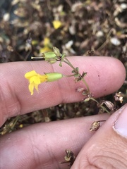 Erythranthe percaulis