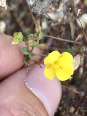 Erythranthe percaulis
