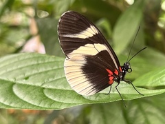 Heliconius eleuchia primularis