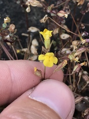 Erythranthe percaulis