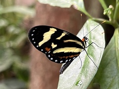 Mechanitis menapis mantineus