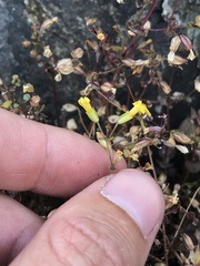 Erythranthe percaulis