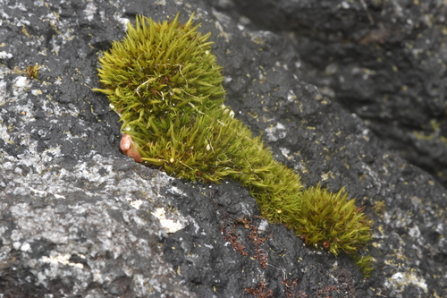 Image of Seaside Grimmia (Schistidium maritimum) by no rights reserved