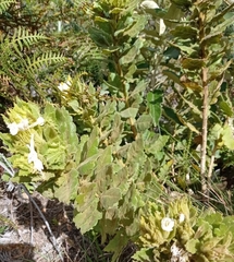 Cantua quercifolia