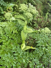 Angelica lignescens