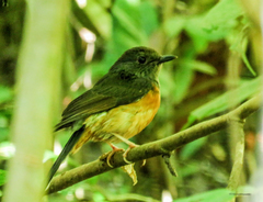 Cyornis tickelliae