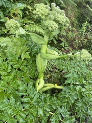Angelica lignescens