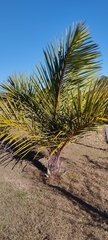 Raphia farinifera