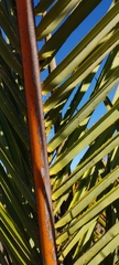 Raphia farinifera