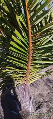 Raphia farinifera