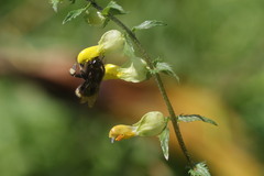Bombus wurflenii