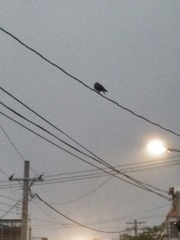 Streptopelia chinensis