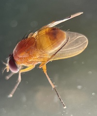 Dichaetomyia