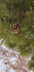 Pinus contorta murrayana