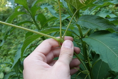 Ampeloglypter sesostris