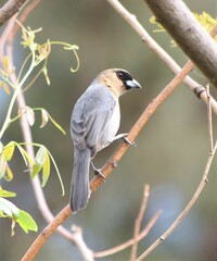 Schistochlamys ruficapillus