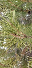 Pinus contorta murrayana