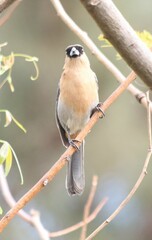 Schistochlamys ruficapillus