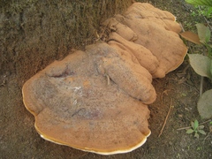 Ganoderma