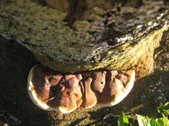 Ganoderma