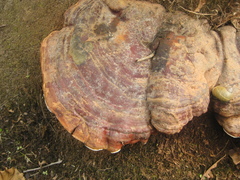 Ganoderma