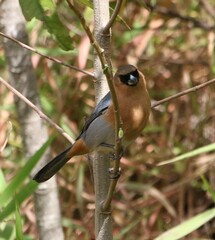 Schistochlamys ruficapillus