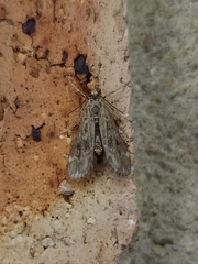 Hygraula nitens