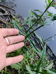 Physostegia purpurea
