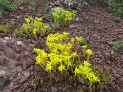 Sedum