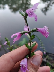 Physostegia purpurea