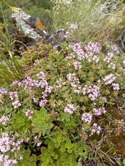 Thymus bashkiriensis