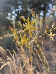 Bloomeria crocea