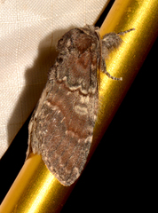 Peridea ferruginea