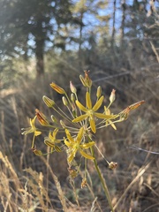 Bloomeria crocea