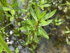 Rotala