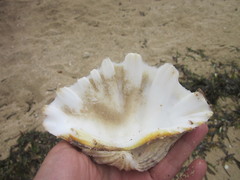Hippopus hippopus