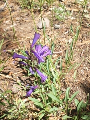 Penstemon gracilentus