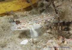 Istigobius hoesei