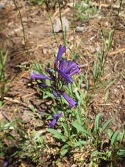 Penstemon gracilentus
