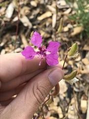 Clarkia mildrediae mildrediae