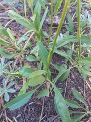 Penstemon gracilentus