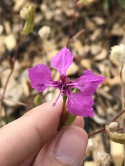 Clarkia mildrediae mildrediae