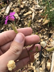 Clarkia mildrediae mildrediae