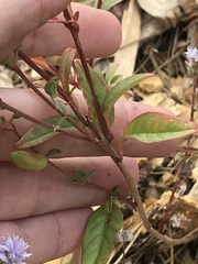 Clarkia mildrediae mildrediae