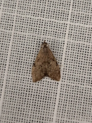 Nola pleurosema